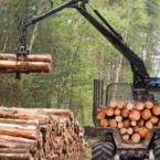 forestal forestal